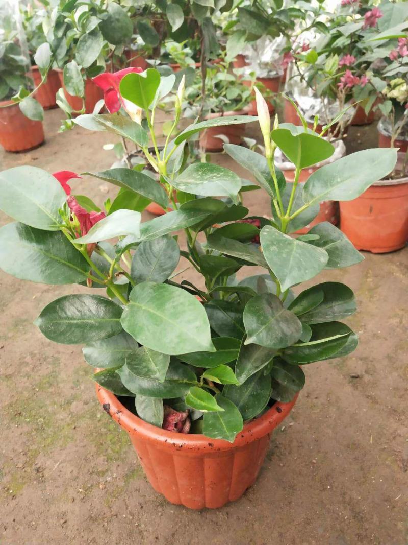 飘香藤花带花苞春夏季开花庭院爬藤植物花卉阳台花卉盆栽