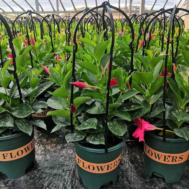 飘香藤花带花苞春夏季开花庭院爬藤植物花卉阳台花卉盆栽