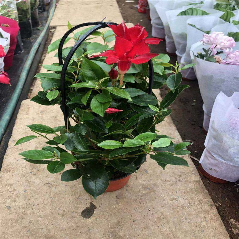 飘香藤花带花苞春夏季开花庭院爬藤植物花卉阳台花卉盆栽