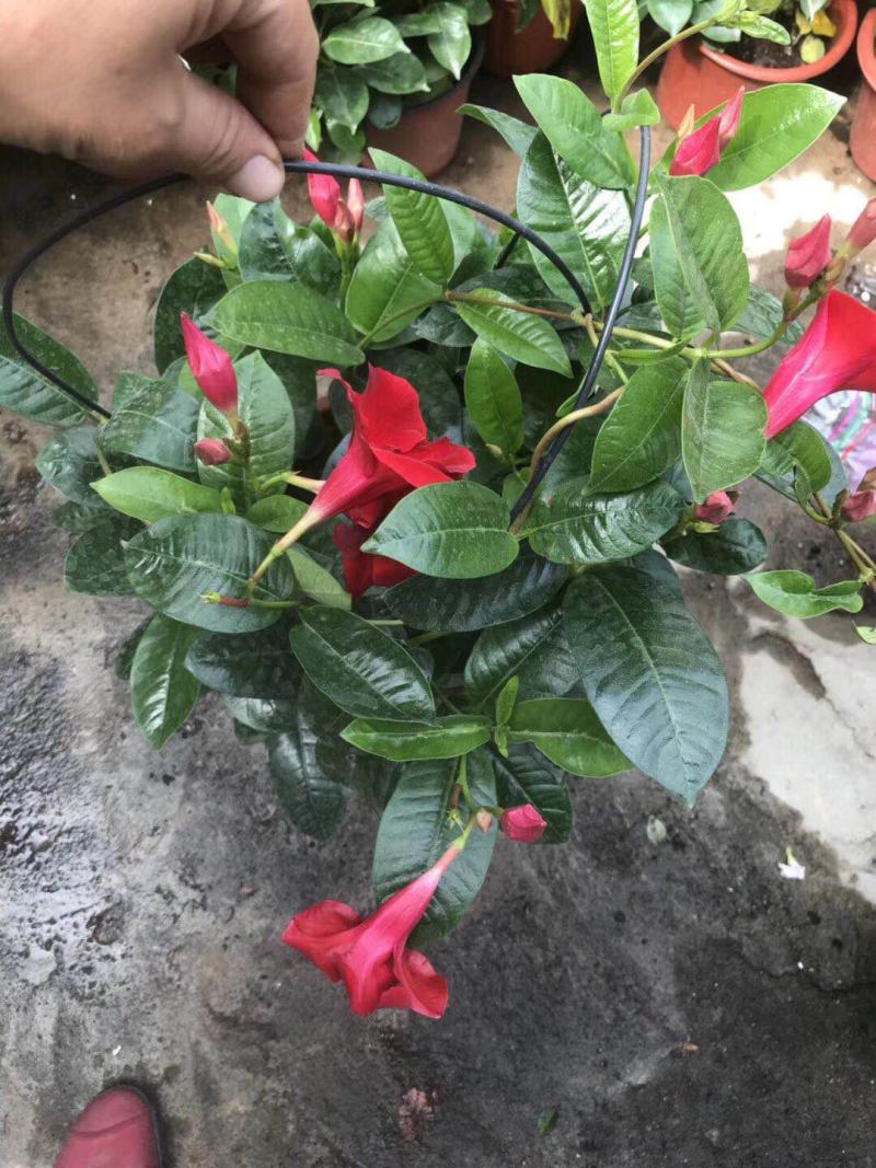 飘香藤花带花苞春夏季开花庭院爬藤植物花卉阳台花卉盆栽