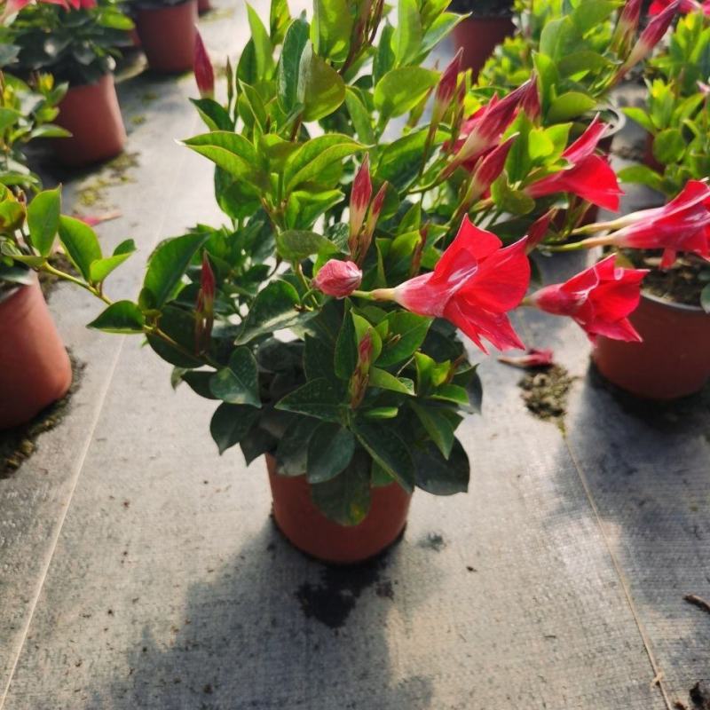 飘香藤花带花苞春夏季开花庭院爬藤植物花卉阳台花卉盆栽