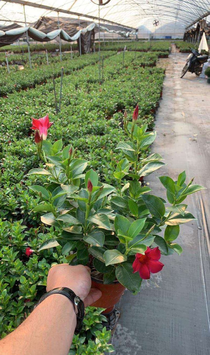 飘香藤花带花苞春夏季开花庭院爬藤植物花卉阳台花卉盆栽