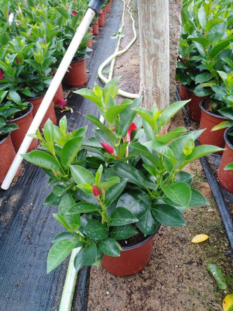 飘香藤花带花苞春夏季开花庭院爬藤植物花卉阳台花卉盆栽