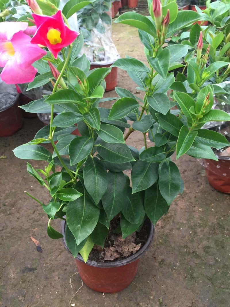飘香藤花带花苞春夏季开花庭院爬藤植物花卉阳台花卉盆栽