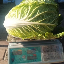 黄心大白菜