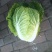 黄心大白菜