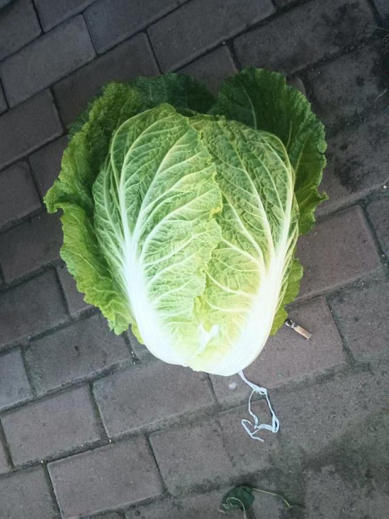 黄心大白菜