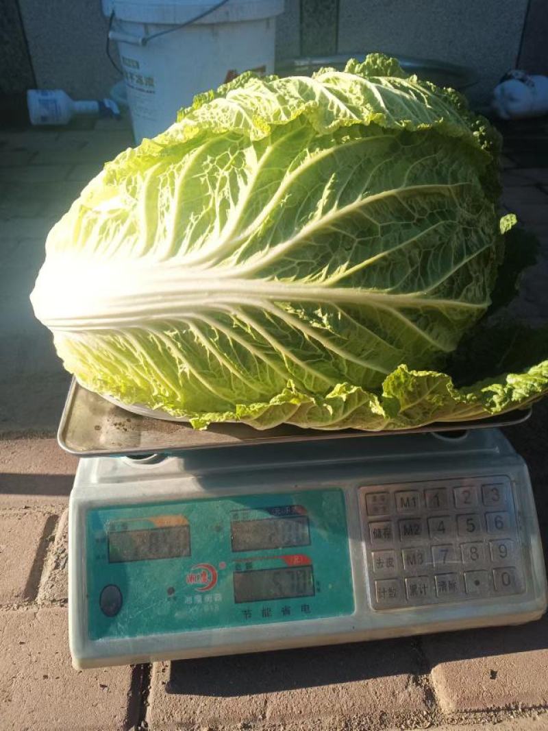 黄心大白菜