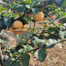 山东海阳秋月梨产地直供落地配梨整车发货真秋月梨