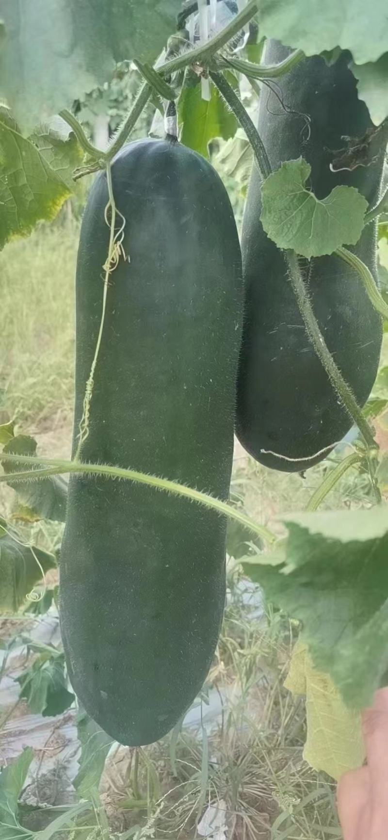 吊冬瓜青皮黑皮地冬瓜大瓜基地货食堂蔬菜四川绿通蔬菜