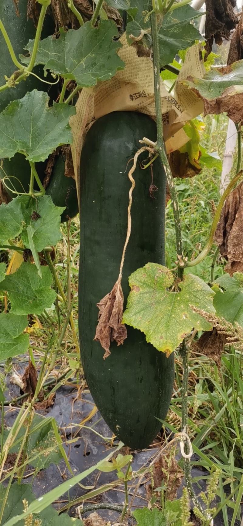 吊冬瓜青皮黑皮地冬瓜大瓜基地货食堂蔬菜四川绿通蔬菜