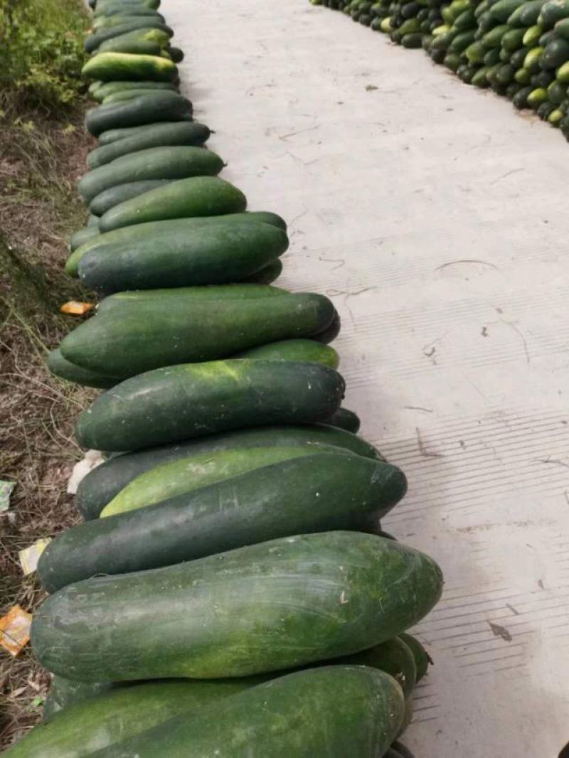 吊冬瓜青皮黑皮地冬瓜大瓜基地货食堂蔬菜四川绿通蔬菜