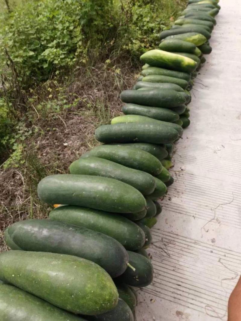 吊冬瓜青皮黑皮地冬瓜大瓜基地货食堂蔬菜四川绿通蔬菜