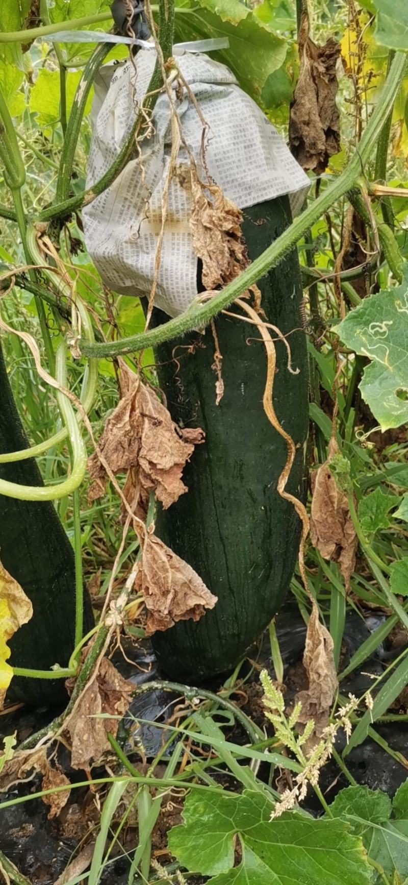 吊冬瓜青皮黑皮地冬瓜大瓜基地货食堂蔬菜四川绿通蔬菜
