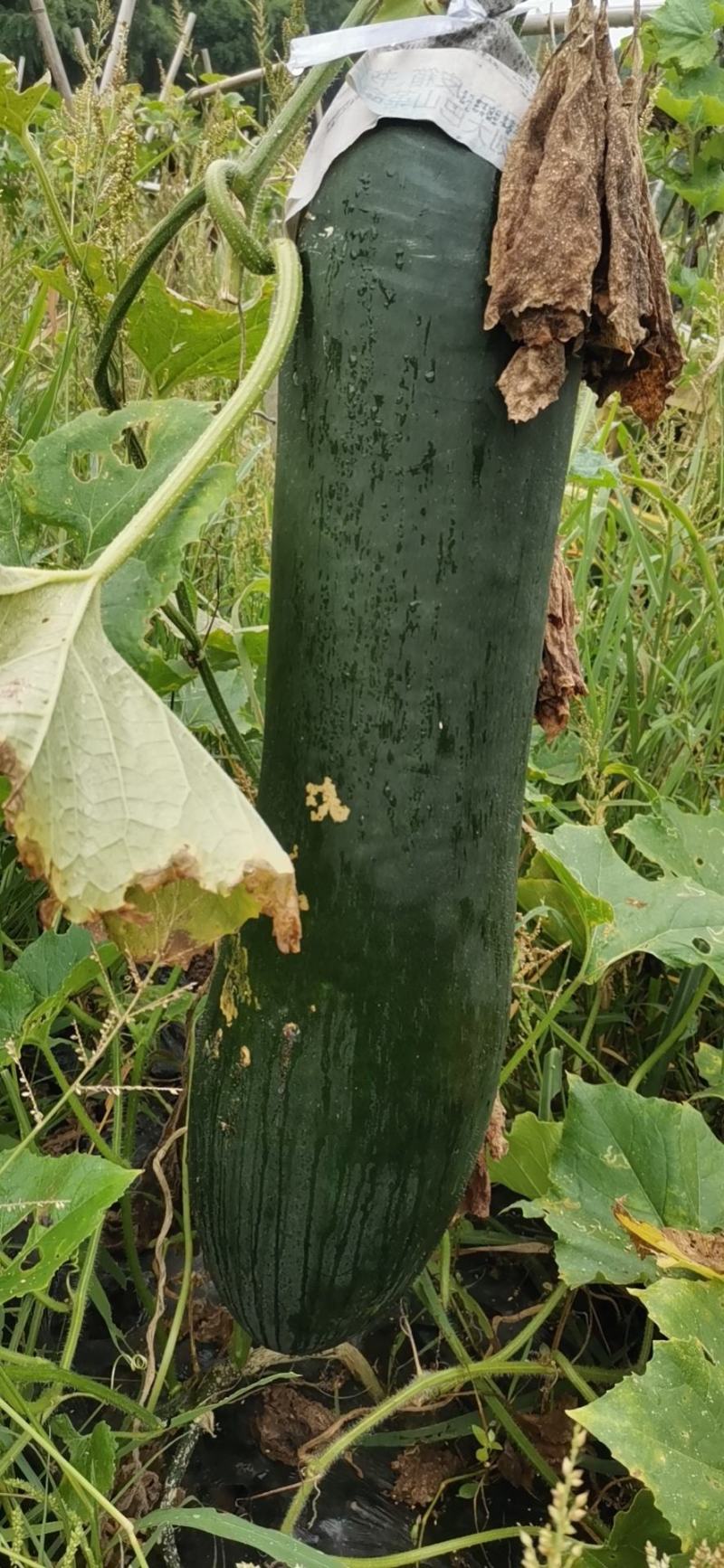 吊冬瓜青皮黑皮地冬瓜大瓜基地货食堂蔬菜四川绿通蔬菜