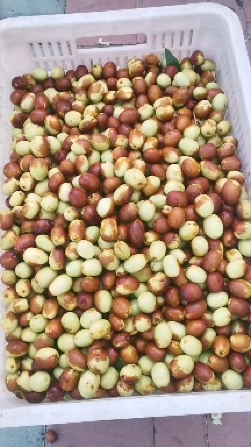 金丝小枣