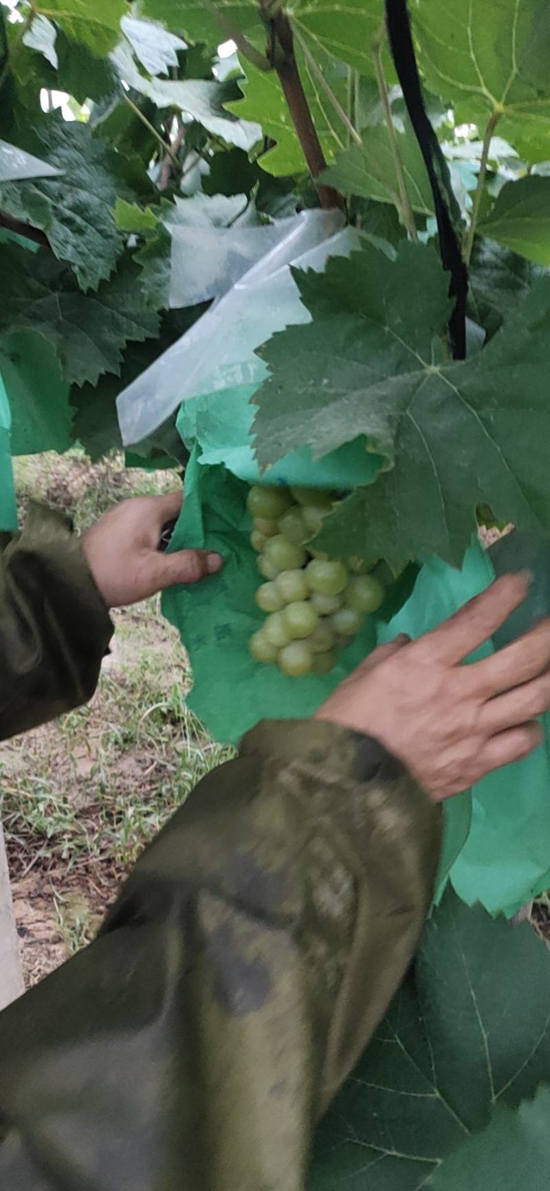 陕西礼泉阳光玫瑰葡萄大量供应中，需要的联系我