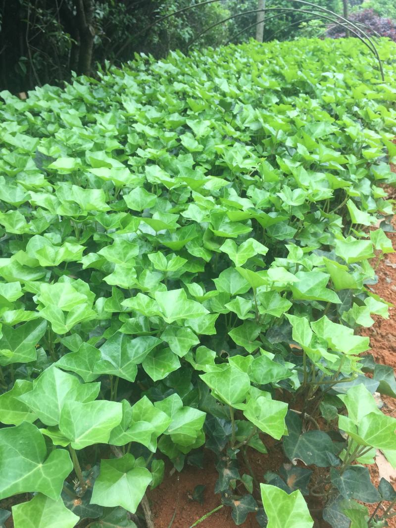 常青藤工程苗常青藤苗广东供应商常青藤攀岩爬藤