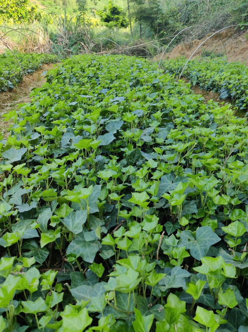 常青藤工程苗常青藤苗广东供应商常青藤攀岩爬藤