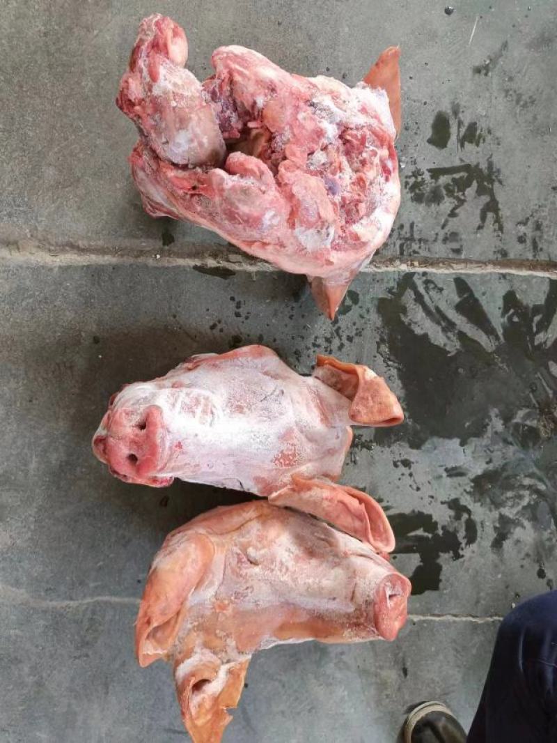 精品生猪头，各种类型都有，去耳去口条，不去耳，白头红头！