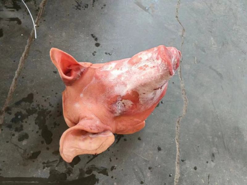 精品生猪头，各种类型都有，去耳去口条，不去耳，白头红头！
