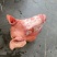 精品生猪头，各种类型都有，去耳去口条，不去耳，白头红头！