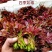 云南香椿芽(四季如椿)露天种植绿色无公害四季供应肥美鲜嫩