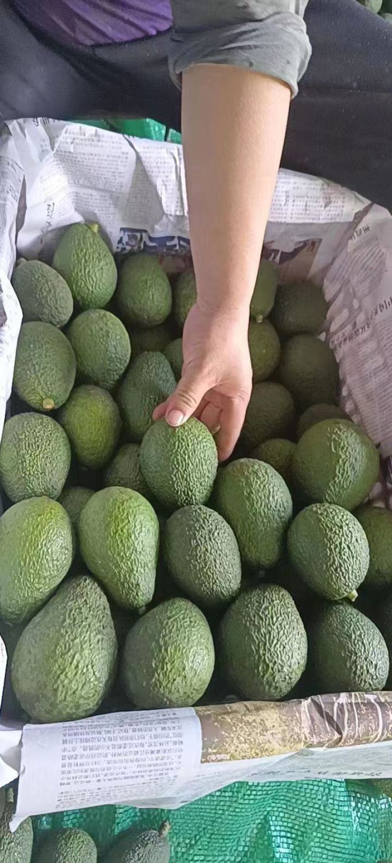 哈斯牛油果产地直发，欢迎广大客商前来选购。