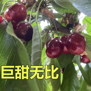 布鲁克斯樱桃苗根系发达丰产性好果大味甜现挖现发