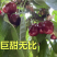 布鲁克斯樱桃苗根系发达丰产性好果大味甜现挖现发