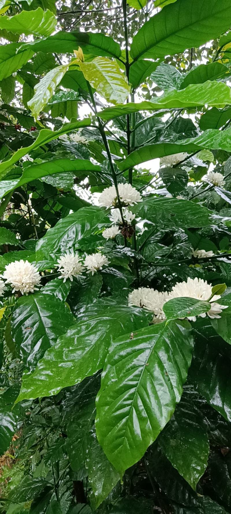 精品咖啡豆