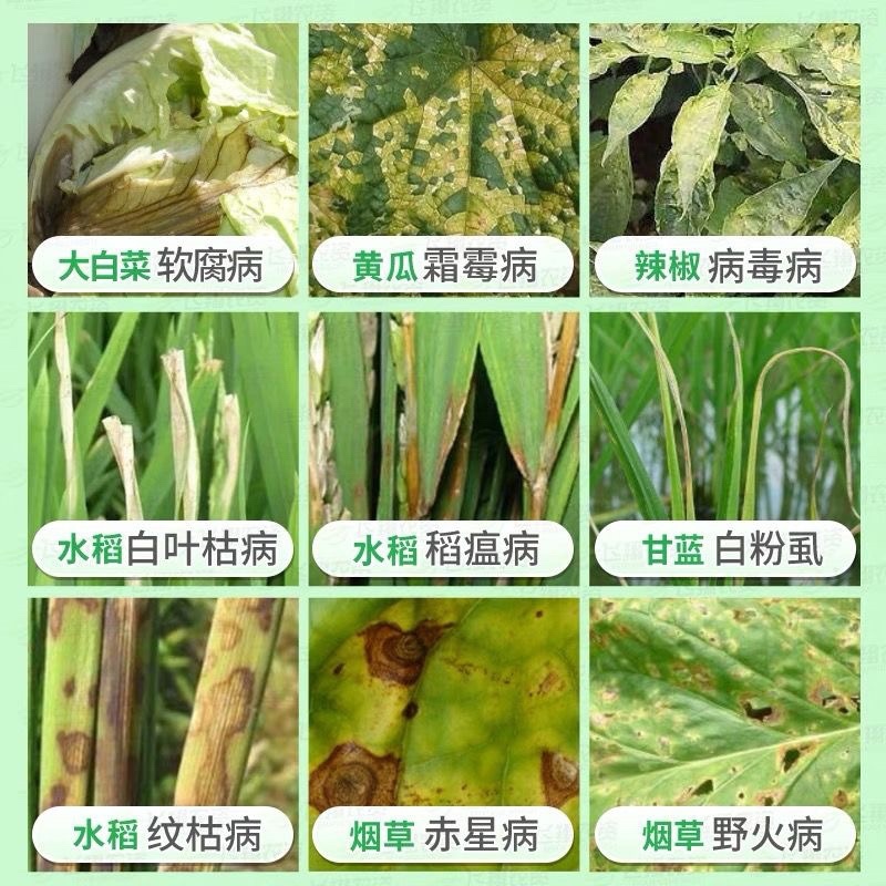 地君青氯溴异氰尿酸50%真细菌病毒枯萎病土壤消毒农药杀菌