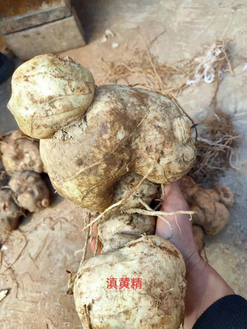 甜黄精产地直发老虎姜鸡头参黄鸡菜常年批发有货，各种规格齐全