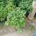 四季桂花盆栽月月桂花卉桂花