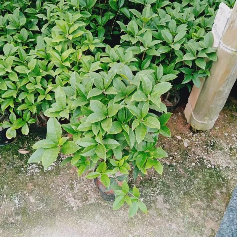 四季桂花盆栽月月桂花卉桂花