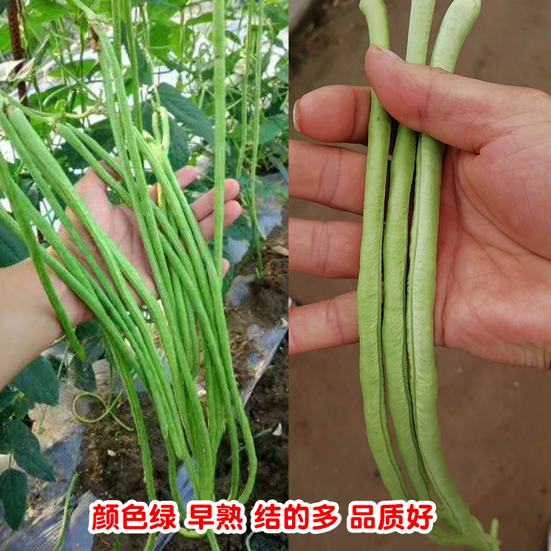豆角种子翠绿色豇豆种
