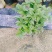 四季桂花盆栽月月桂花卉桂花