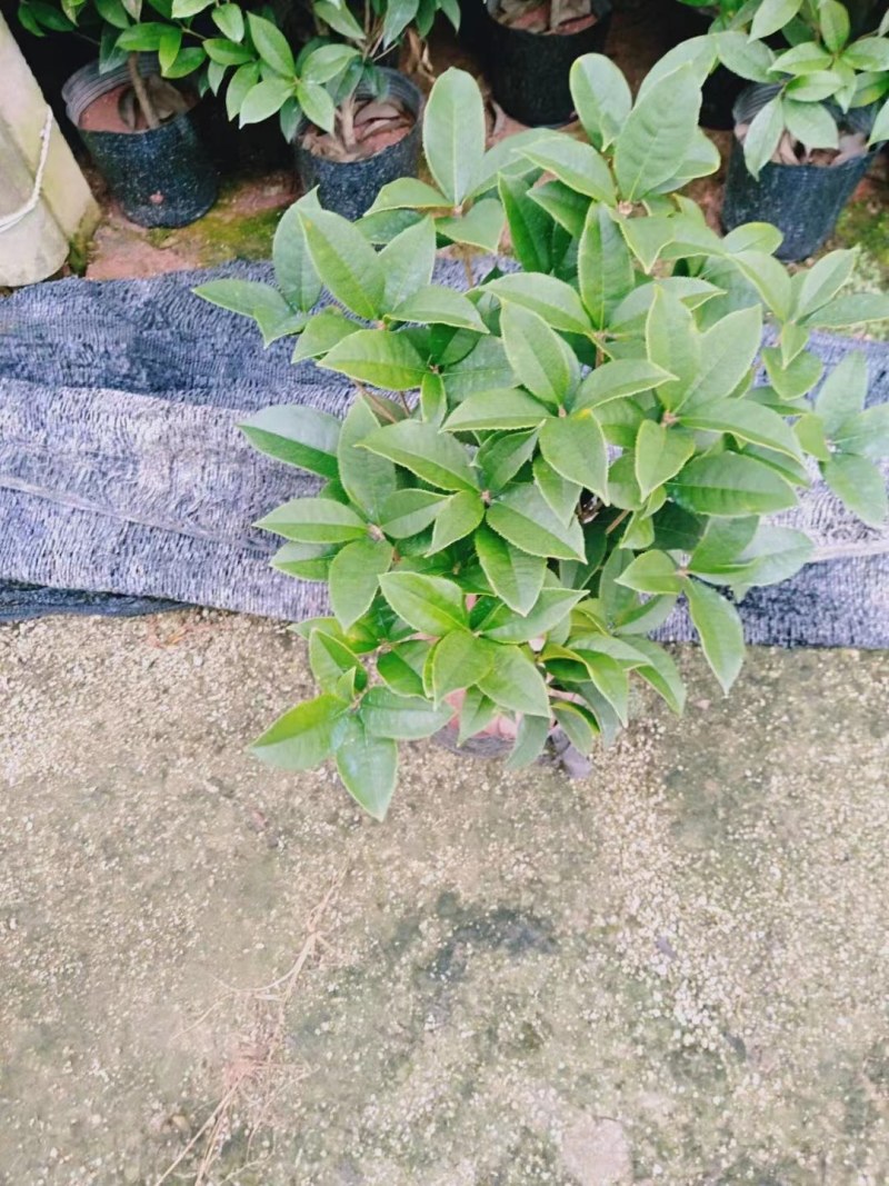 四季桂花盆栽月月桂花卉桂花