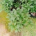 四季桂花盆栽月月桂花卉桂花