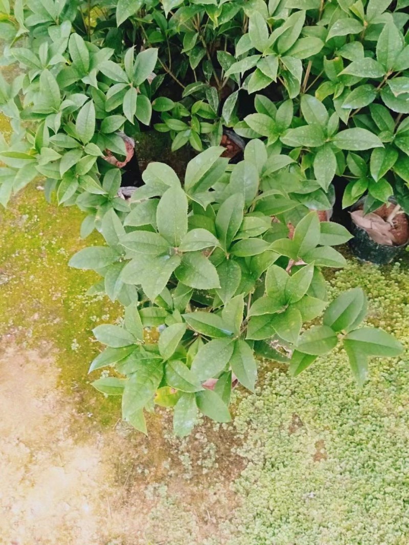 四季桂花盆栽月月桂花卉桂花