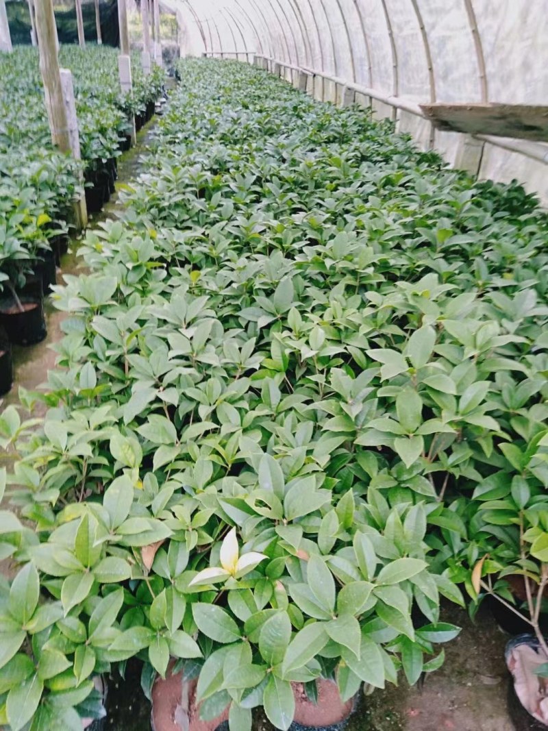 四季桂花盆栽月月桂花卉桂花