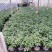 四季桂花盆栽月月桂花卉桂花