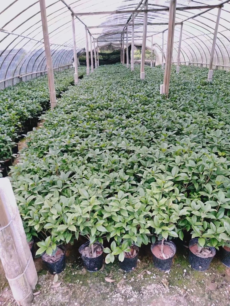四季桂花盆栽月月桂花卉桂花
