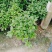 四季桂花盆栽月月桂花卉桂花
