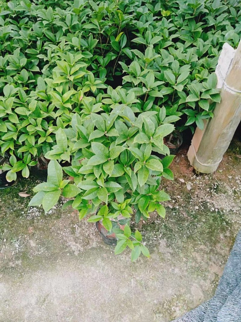 四季桂花盆栽月月桂花卉桂花
