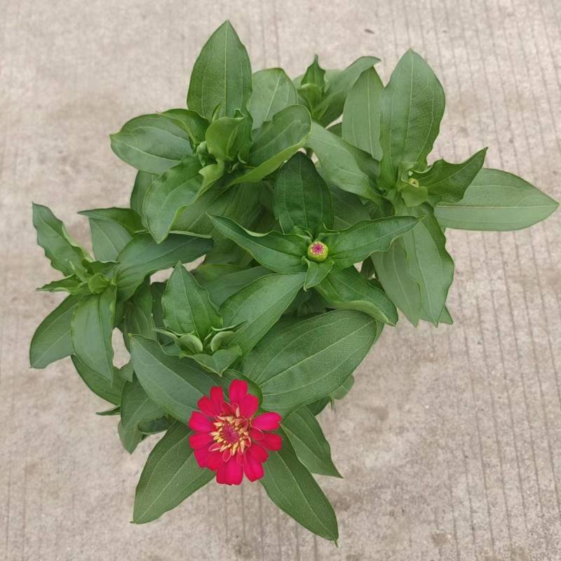 国庆节草花百日草