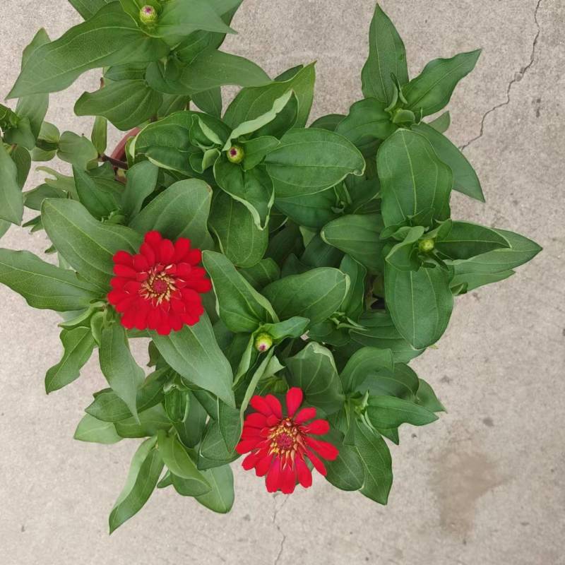 国庆节草花百日草