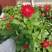 国庆节草花百日草