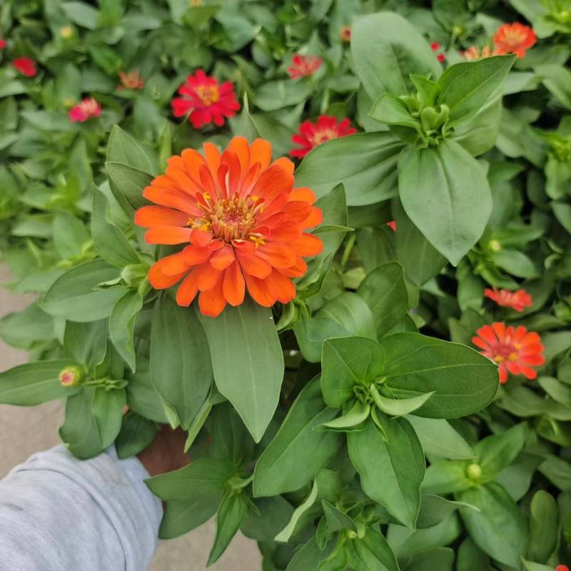 国庆节草花百日草