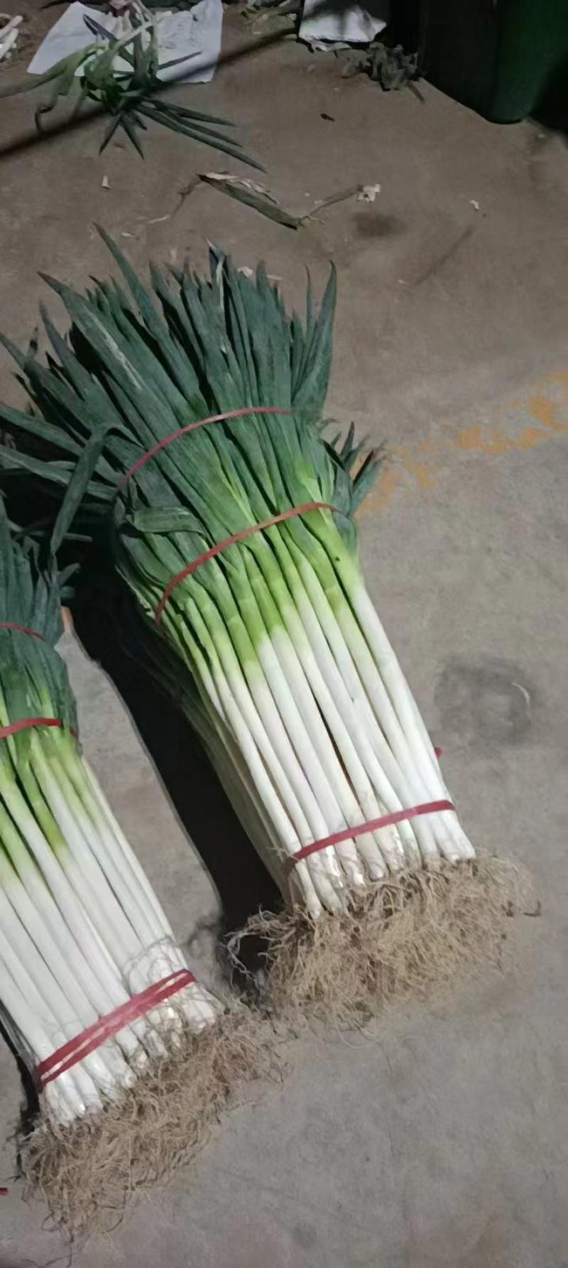 河南产地精品钢葱品质保证货源充足，各种大葱齐全